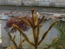 Araucaria heterophylla 001.jpg