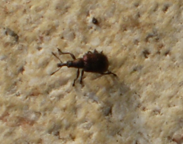 Käfer der wegflog.JPG