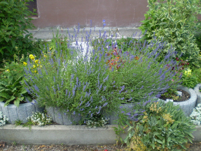 Lavendel.JPG