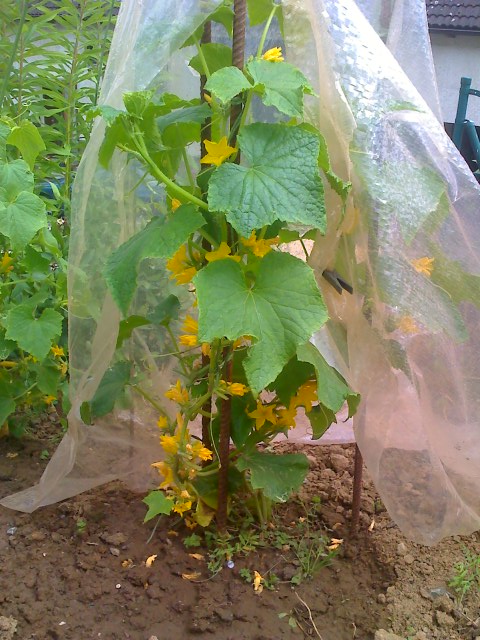 21-06-09_1604.jpg