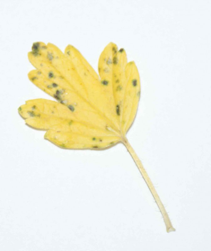 Blatt.jpg