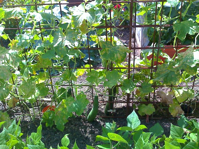 31-07-09_1422.jpg