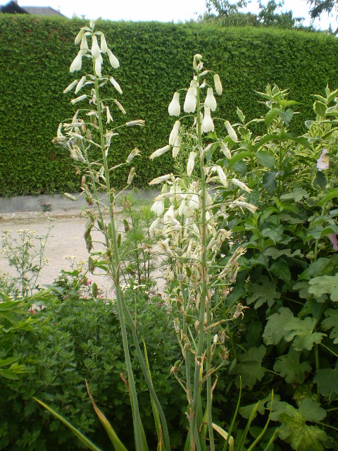 Sommerhyazinthe galtonia candicans.JPG