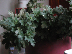 aster krank2.jpg