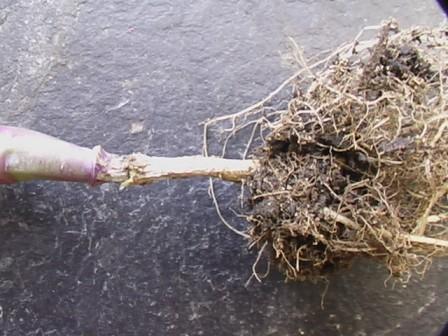 kohlrabi klein.jpg