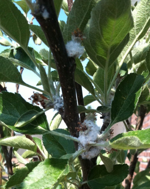 Apfelbaum ist krank (klein).JPG