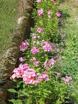 Phlox blühend.jpg