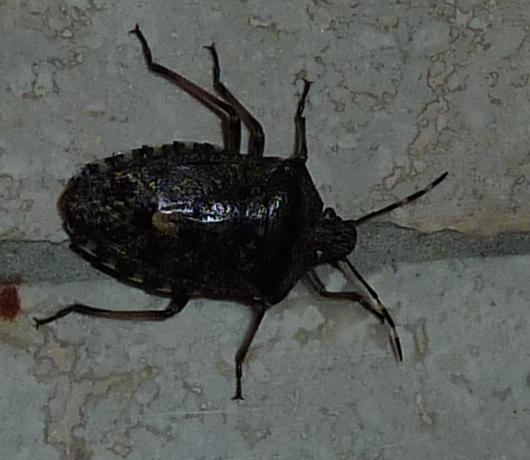 Käfer2.jpg