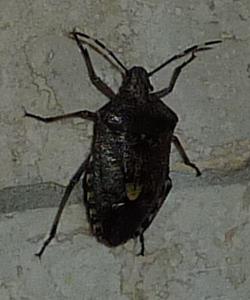 Käfer3.jpg