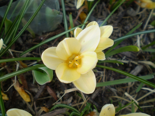 beiger Krokus vk.JPG