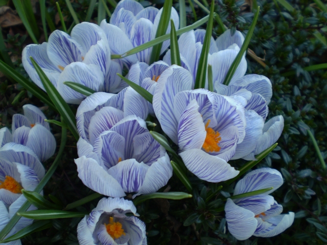 gestreifte Krokusse vk.JPG