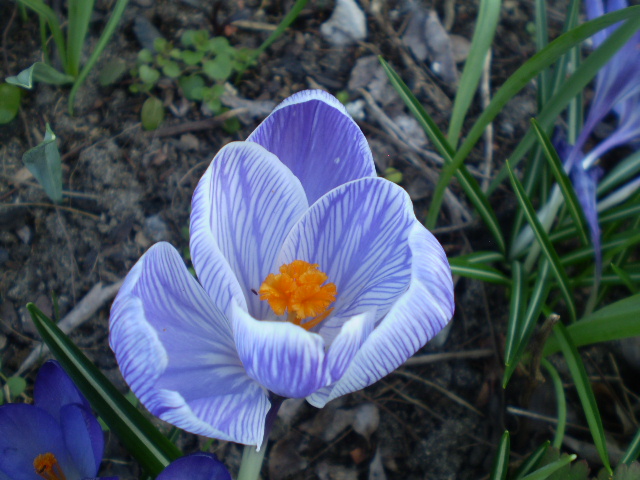 Krokus gestreift.JPG
