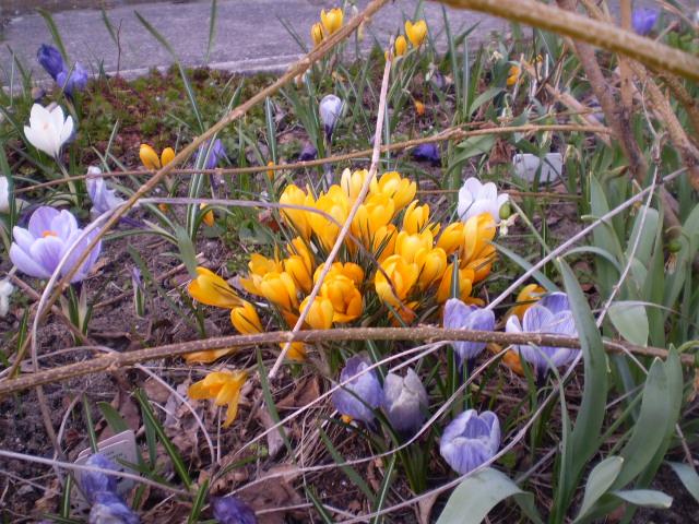 Krokusse im Dickicht.JPG