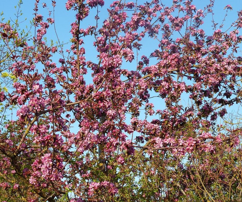 rosa1.jpg (362.97 KiB) 7617 mal betrachtet rosa1.jpg