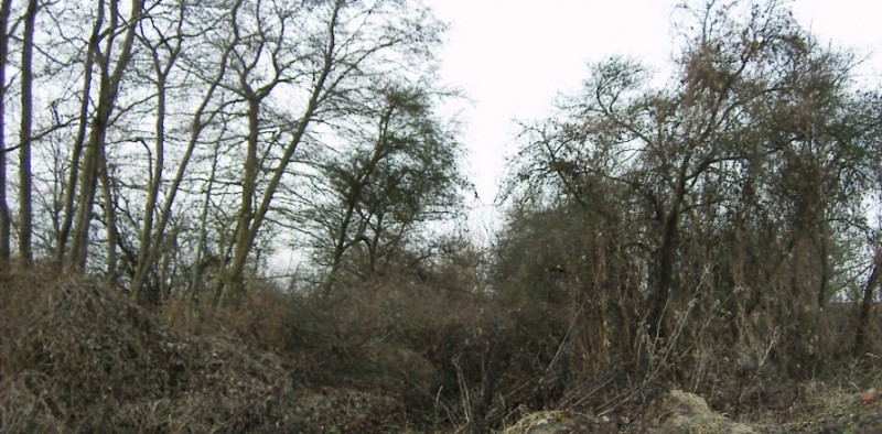 Hopfen.JPG (208.18 KiB) 4396 mal betrachtet Hopfen.JPG