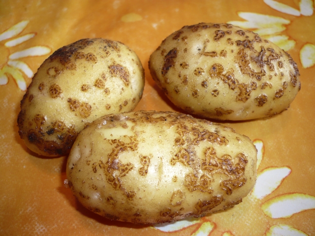 schorfige Kartoffeln.jpg