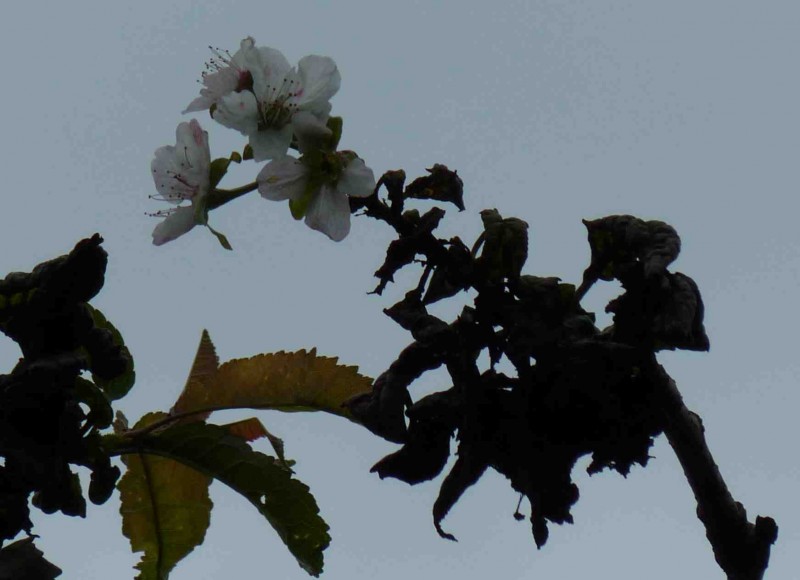 Kirschbaum blüht im.jpg