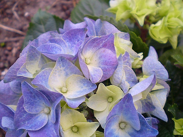 lilablaue Hortensie.JPG