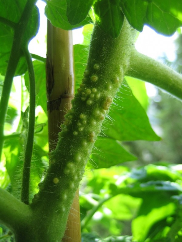 IMG_5099.JPG (175.16 KiB) 3815 mal betrachtet IMG_5099.JPG