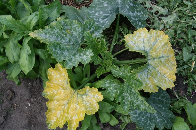zucchini.JPG