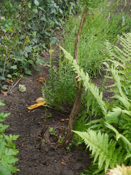 120706-Garten-6.jpg