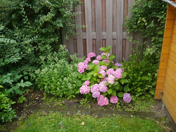 120706-Garten-11.jpg
