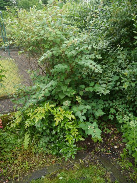 120706-Garten-12.jpg