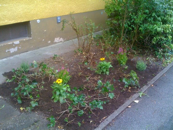 neue Pflanzen.jpg