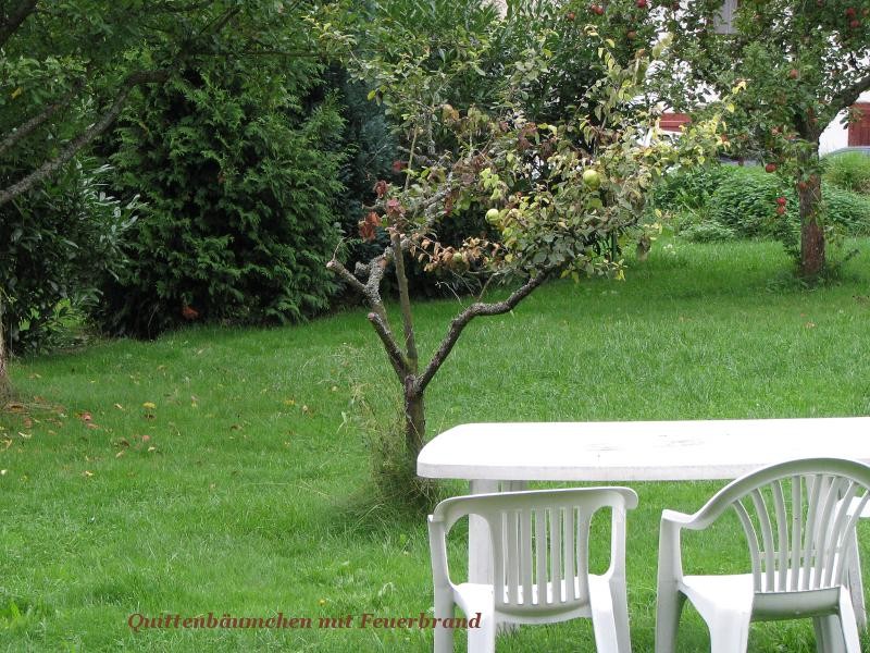 Feuerbrand 03.jpg (124.4 KiB) 4778 mal betrachtet Feuerbrand 03.jpg