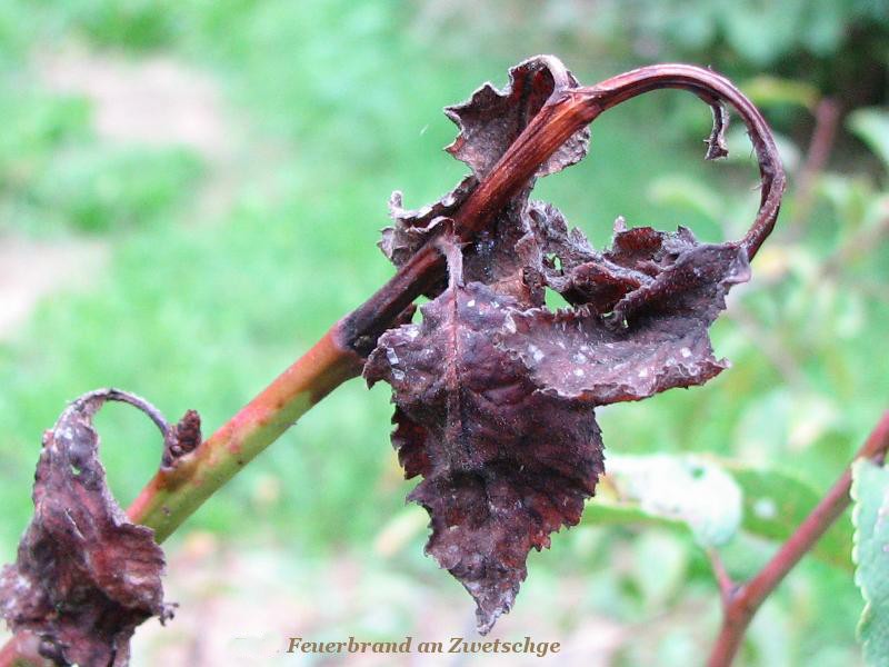 Feuerbrand 01-1.jpg (102.48 KiB) 4772 mal betrachtet Feuerbrand 01-1.jpg
