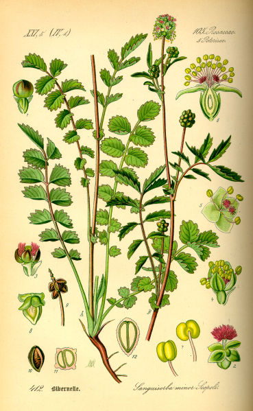 Sanguisorba_minor.jpg