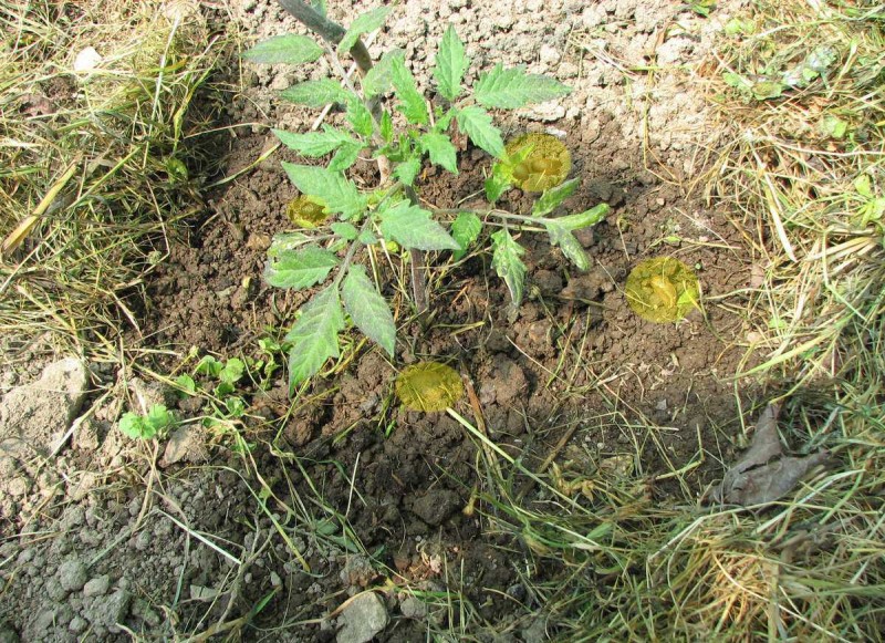 2013_05_18 Schnecken unter Mulch2.jpg (249.31 KiB) 17450 mal betrachtet 2013_05_18 Schnecken unter Mulch2.jpg