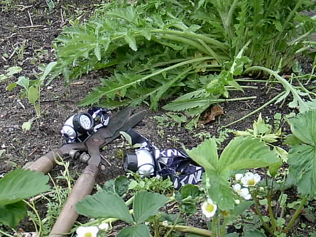 Stirnlampen im Garten 003.JPG