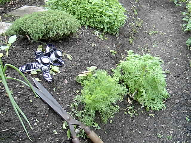 Stirnlampen im Garten 002.JPG