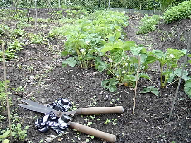 Stirnlampen im Garten 001.JPG