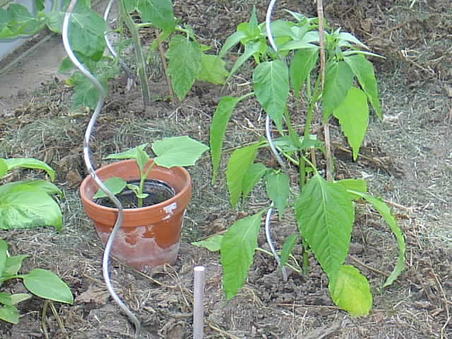 Garten 26.05.2014 004.JPG