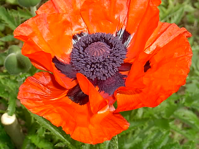 Mohn 29.05.2014 001.JPG