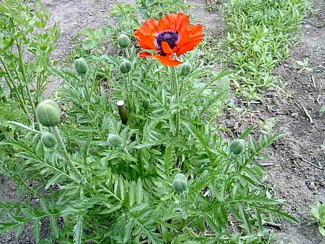 Mohn 29.05.2014 004.JPG