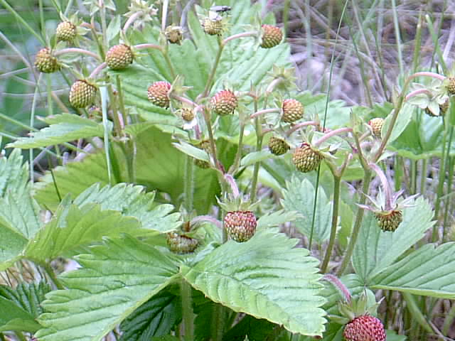 Garten 01.06.2014 008.JPG