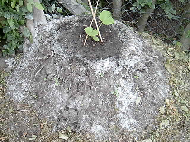 Garten 01.06.2014 014.JPG