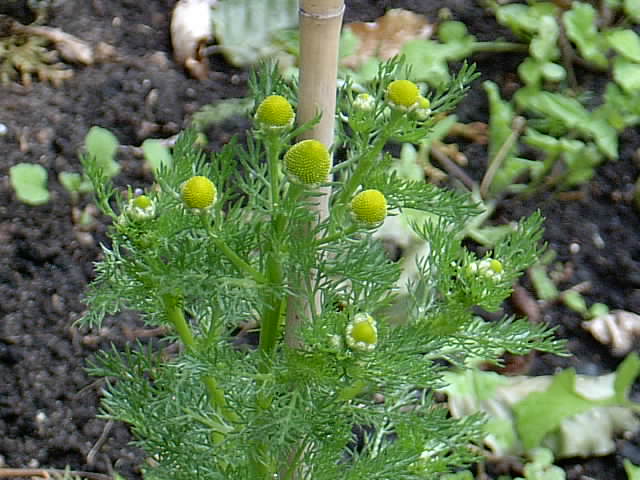 Garten 01.06.2014 012.JPG