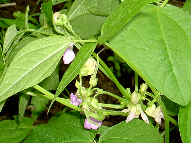 Erwins Garten 21.06.2014 020.JPG