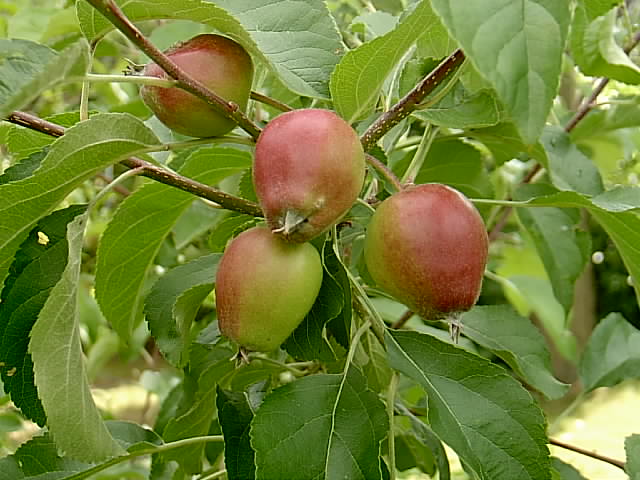 Erwins Garten 21.06.2014 035.JPG