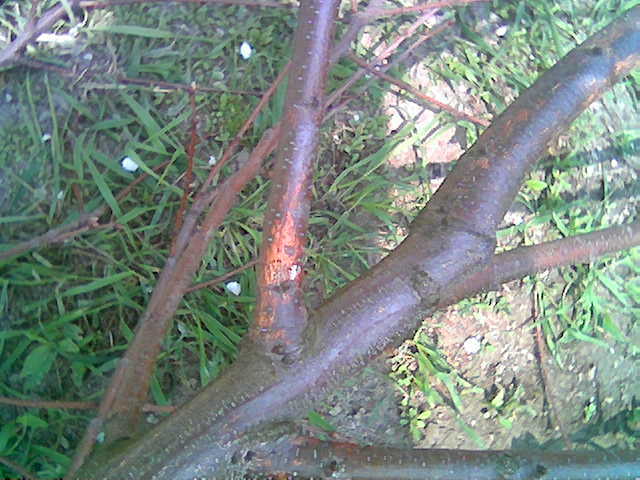 Nußbaum.jpg