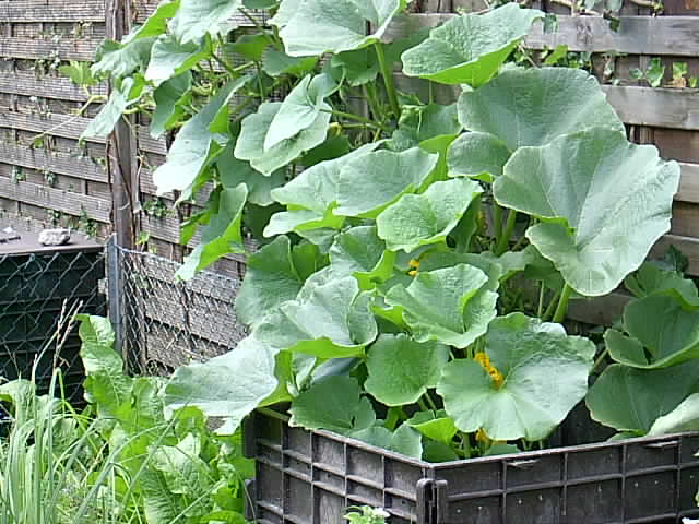 Gartenbilder 12.07.2014 005.JPG