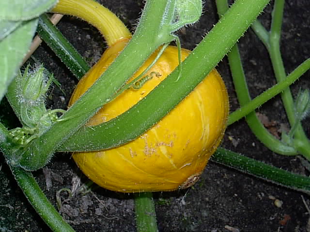 Gartenbilder 12.07.2014 007.JPG