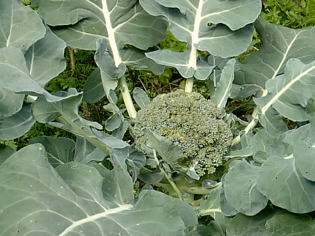 Gartenbilder 12.07.2014 003.JPG