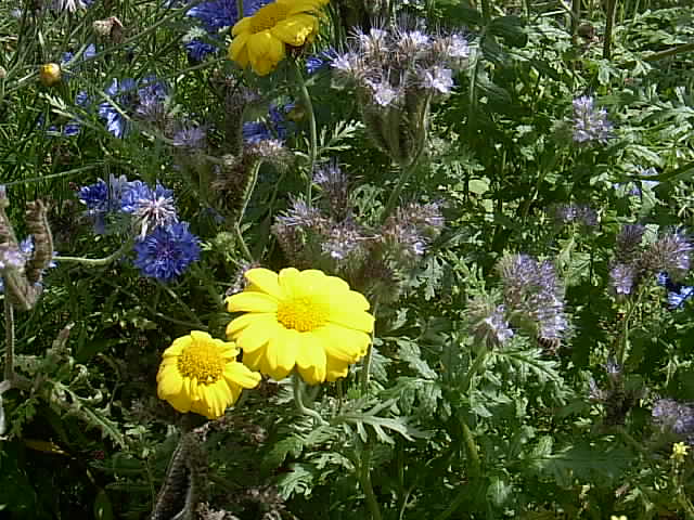 Gartenbilder 12.07.2014 013.JPG