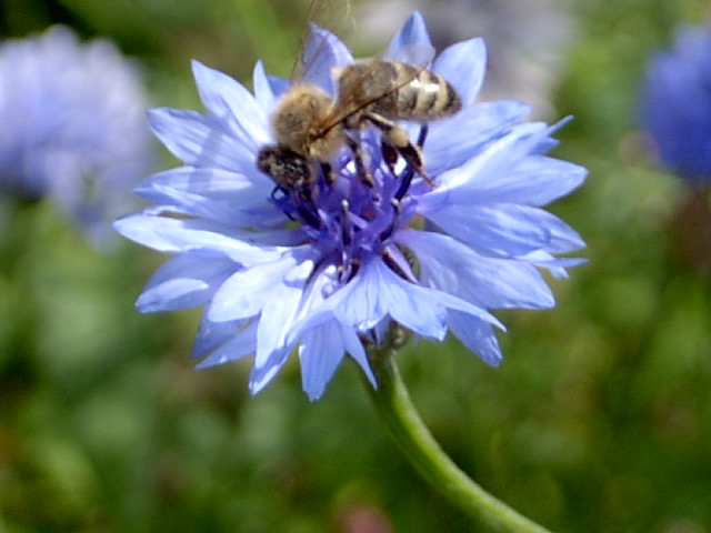 Gartenbilder 12.07.2014 014.JPG