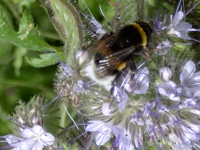 Gartenbilder 12.07.2014 016.JPG